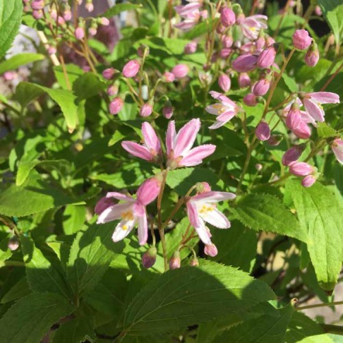 Kerria japonica Pleniflora | ScotPlants Direct